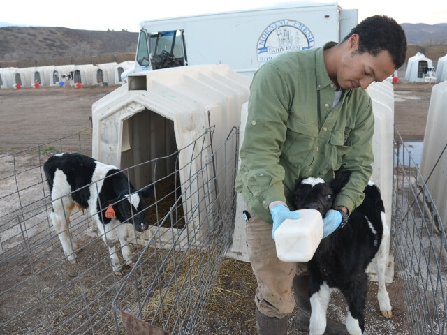 DT Bottle Dairy Calf_0