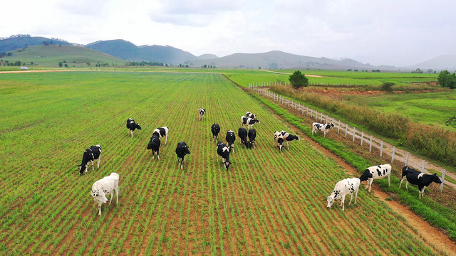 Đầu tư phát triển cả quy mô lẫn công nghệ, hệ thống trang trại của Vinamilk tăng trưởng ấn tượng - Ảnh 6.