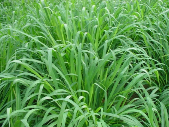 Kết quả hình ảnh cho cỏ Mulato II