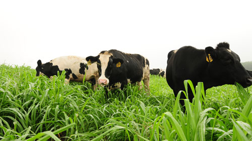 viet nam se thanh cuong quoc chan nuoi bo sua voi nua trieu con hinh anh 2