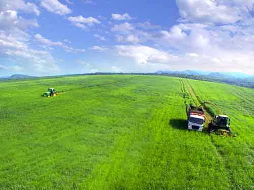 viet nam se thanh cuong quoc chan nuoi bo sua voi nua trieu con hinh anh 3